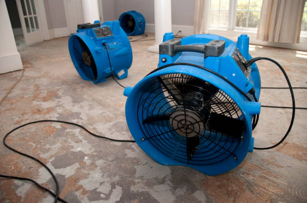 Best Basement water damage restoration  in Romeo, MI